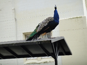 Peacock surveying domain